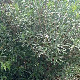 Photo of the plant species Oleander by @AlertRedlog12 named Leonardo on Greg, the plant care app
