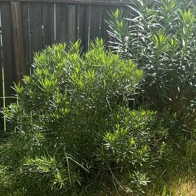 Photo of the plant species Oleander by @AlertRedlog12 named Cleopatra on Greg, the plant care app