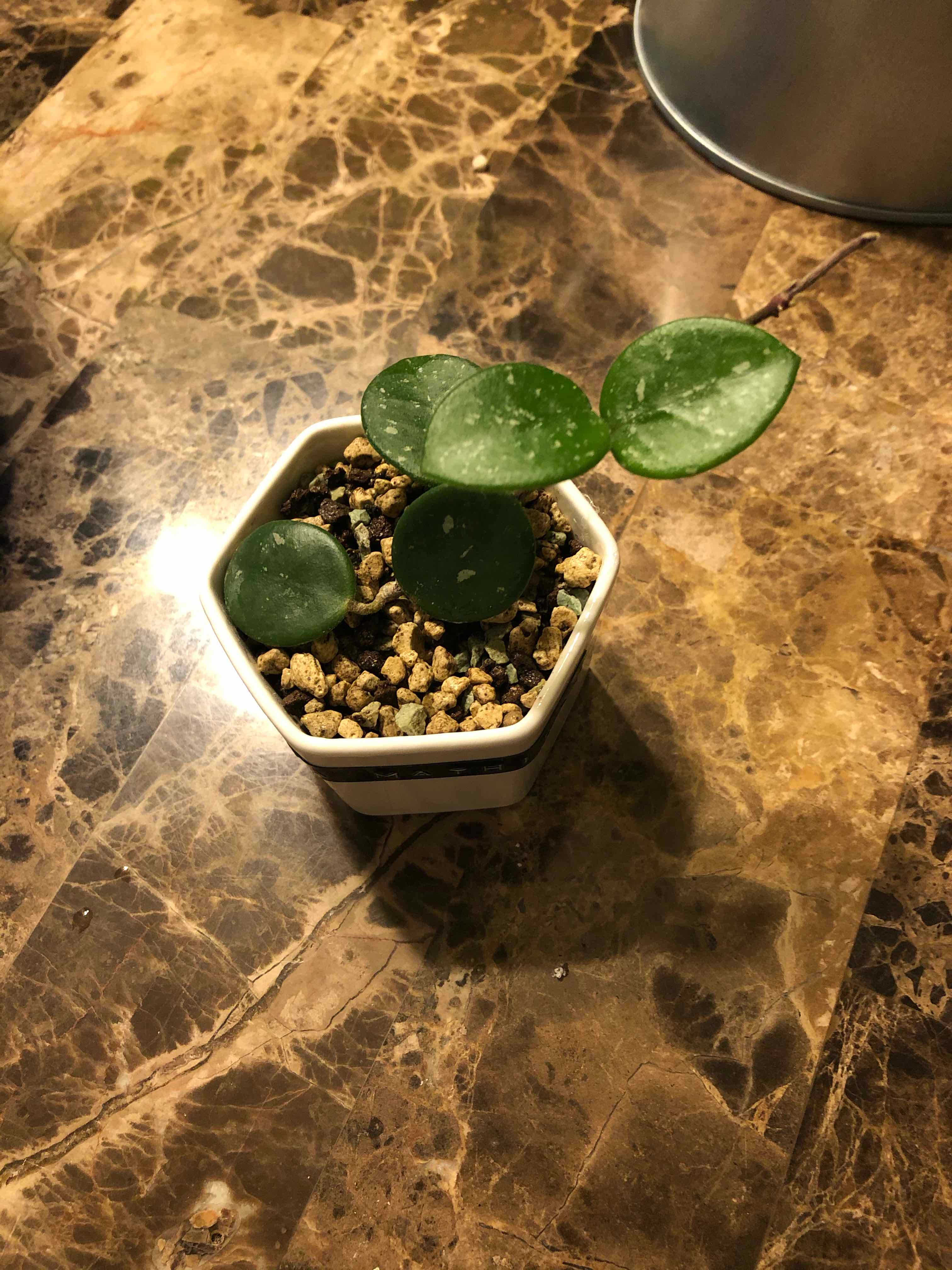 Hoya 'Mathilde' plant in a white pot with visible soil on a marble surface.