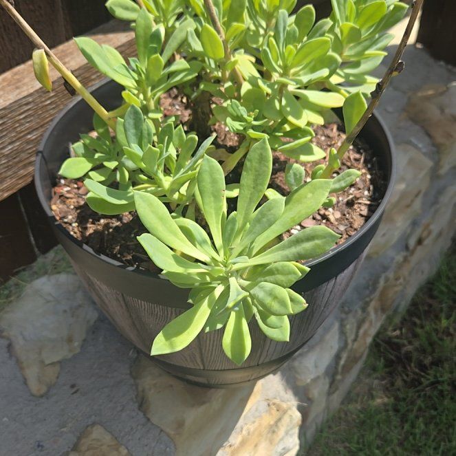 Photo of the plant species Rock Purslane by @EarnestNoni67 named Spike Leaves on Greg, the plant care app