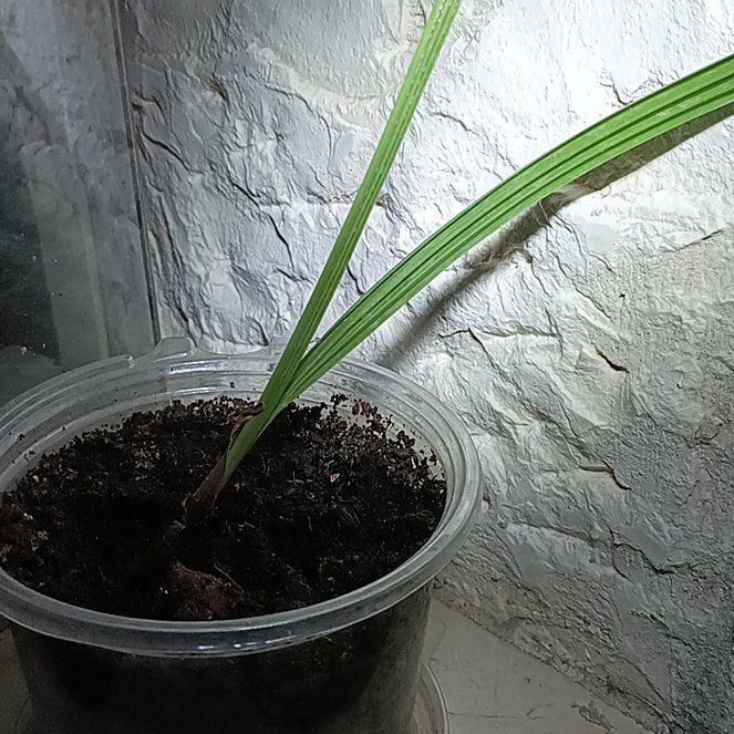 Photo of the plant species Canary Island Date Palm by @MasterRedwood43 named Wall-E on Greg, the plant care app