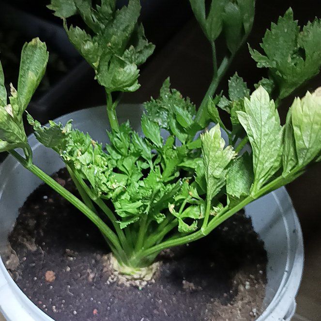 Photo of the plant species Leaf Celery by @MasterRedwood43 named Sonora on Greg, the plant care app