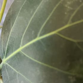 Photo of the plant species Seagrape by @KeyLettuce77 named Mando on Greg, the plant care app