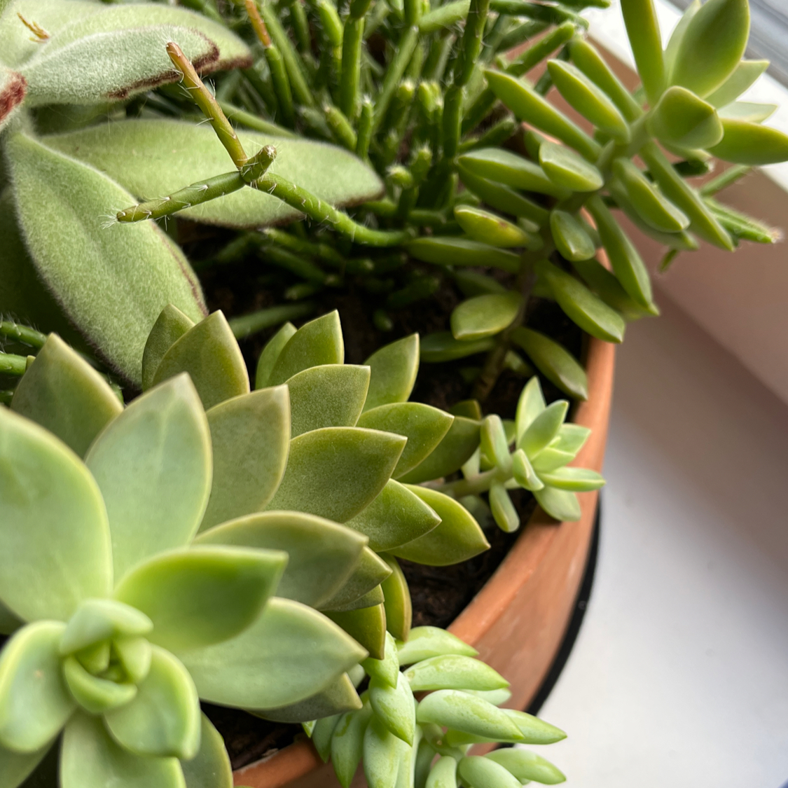 Healthy Echeveria succulent in a pot with other plants, well-framed and in focus.