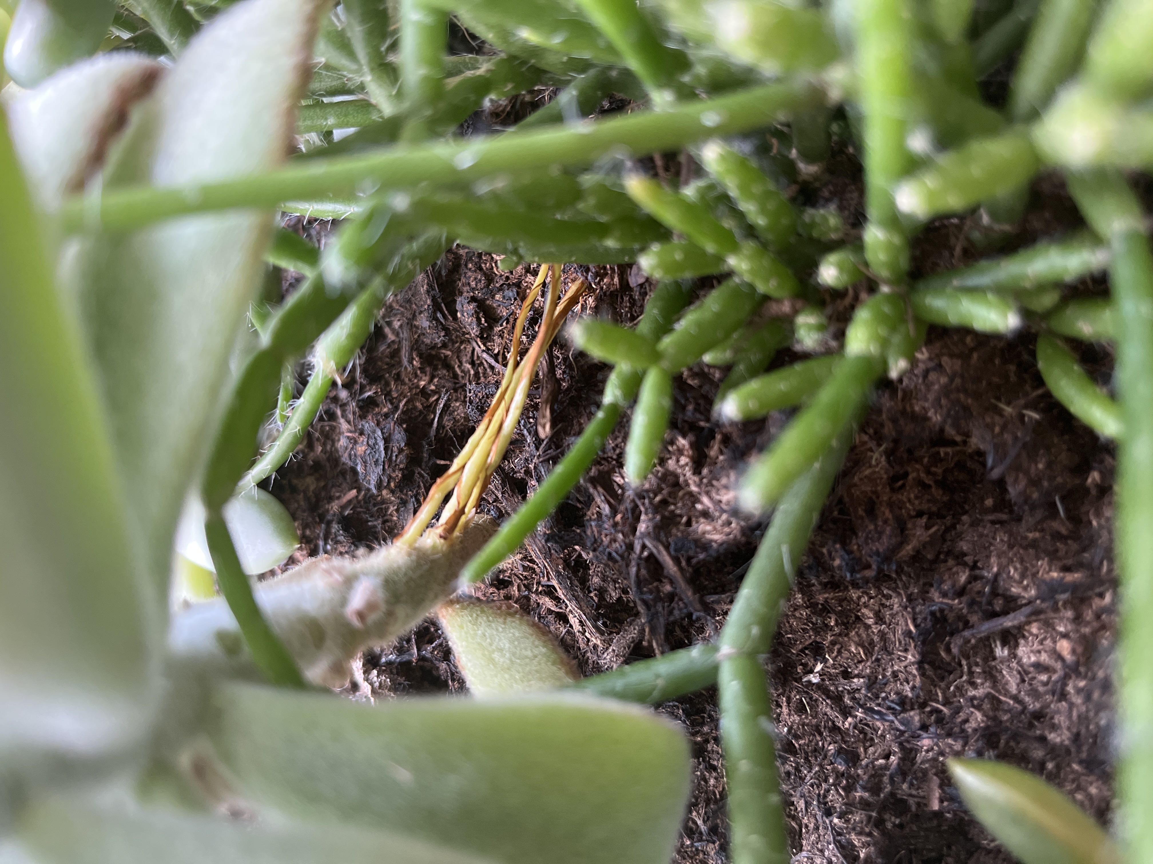 Why Are There Brown Spots on My Panda Plant Leaves?