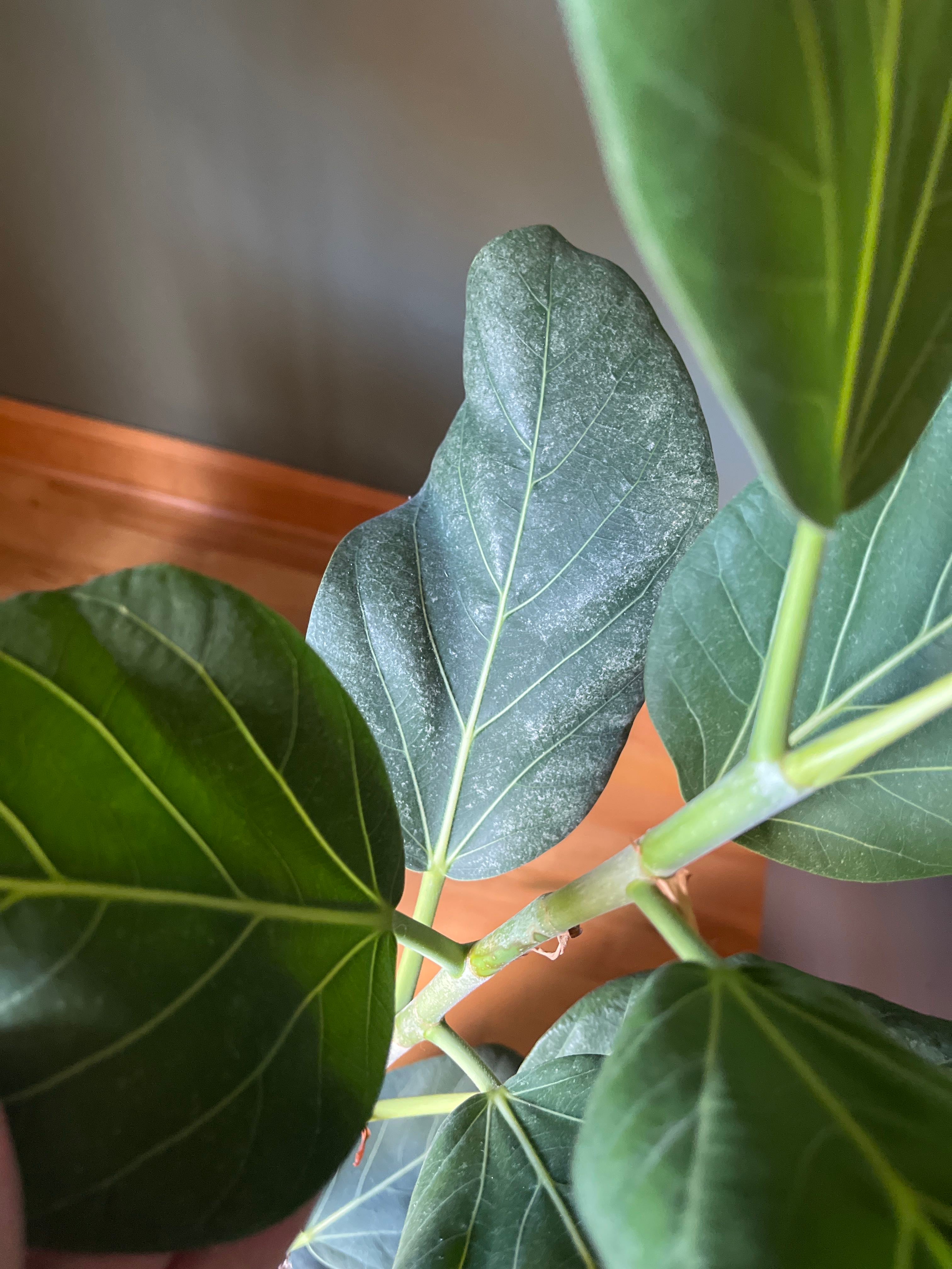 Keep Your Peter's Honey Fig Alive Light, Water & Care Instructions