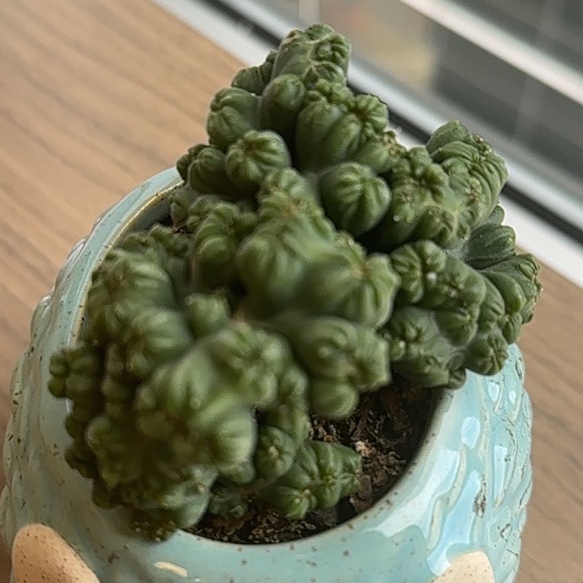 Photo of the plant species Ming Thing Cactus by @FerventTozzia52 named Bigleef Smalls on Greg, the plant care app