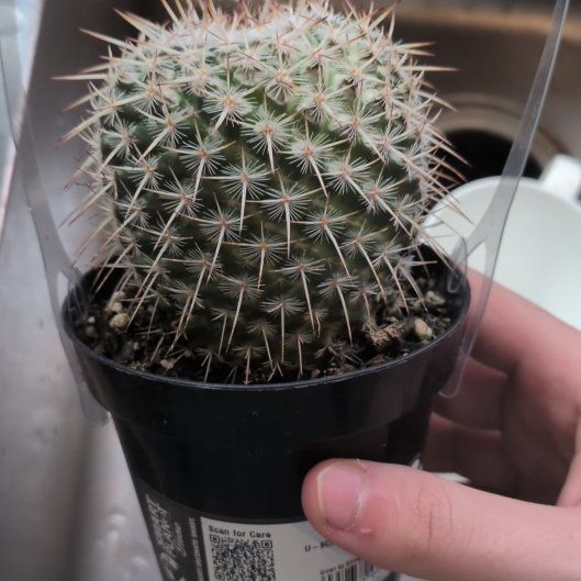 Photo of the plant species Owl's Eye Cactus by @BossNoognug29 named Osmo on Greg, the plant care app