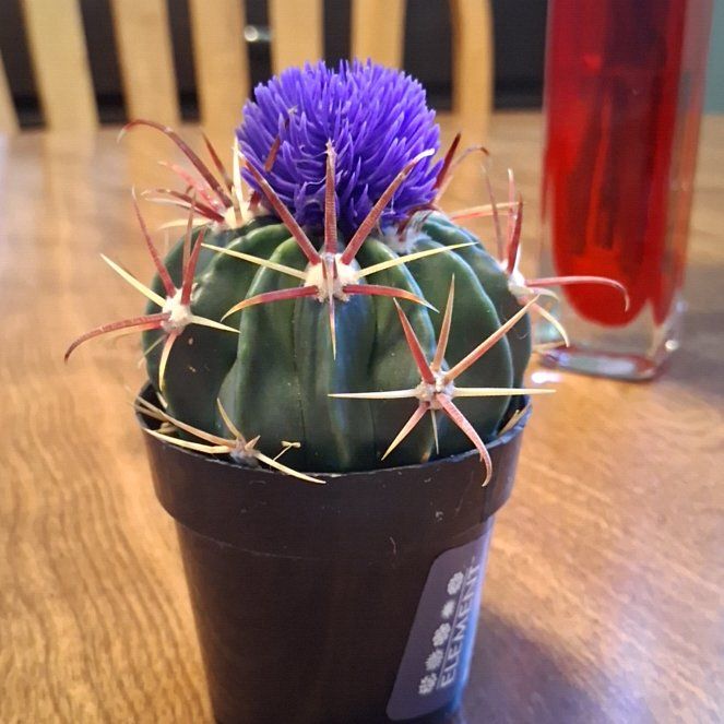 Photo of the plant species Devil's Tongue Barrel Cactus by @Molpfolp10 named Namimi on Greg, the plant care app