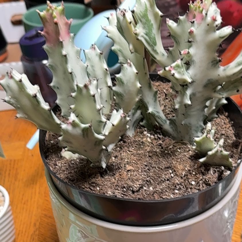 Photo of the plant species White Ghost Cactus by @CreativeSuriana named Doja Cat on Greg, the plant care app