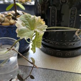 Photo of the plant species Creeping Charlie by @CreativeSuriana named Planty on Greg, the plant care app