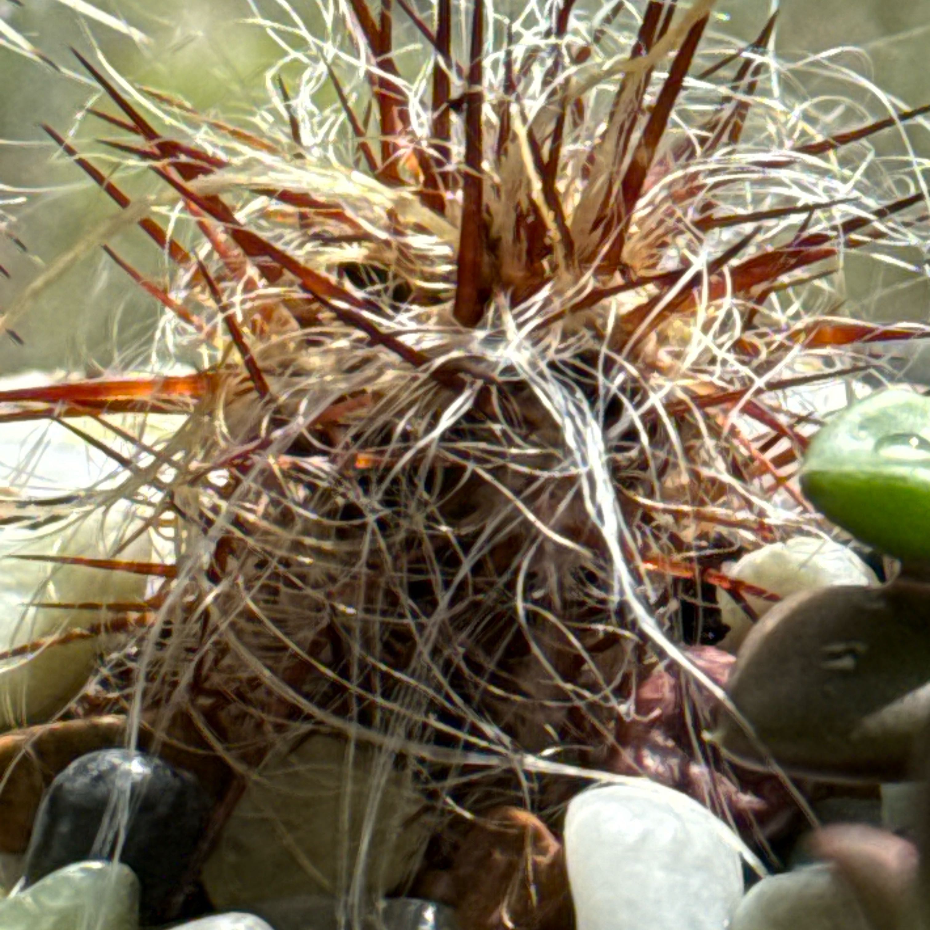 Photo of the plant species Fishhook Cactus by @CreativeSuriana named Leaf Erickson on Greg, the plant care app