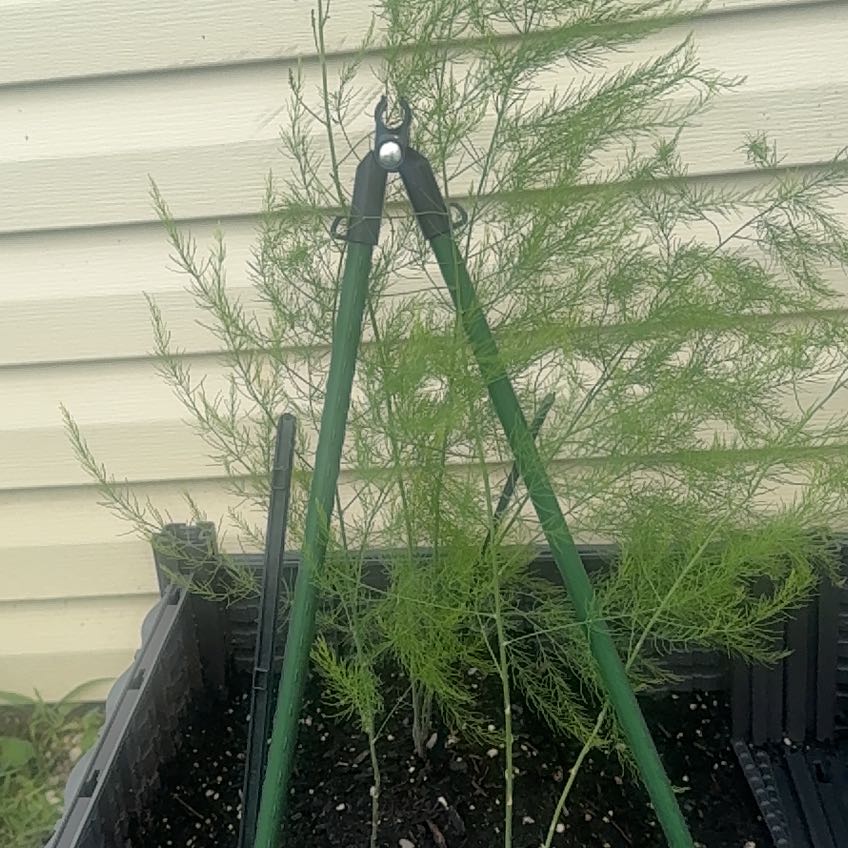 Photo of the plant species Garden Asparagus by @JoyfulMahoe30 named Maya on Greg, the plant care app