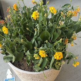 Photo of the plant species Lantana by @CrucialLovage74 named Navajo on Greg, the plant care app