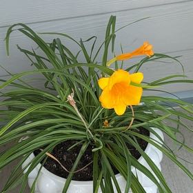 Photo of the plant species Yellow Daylily by @CrucialLovage74 named Sanders on Greg, the plant care app