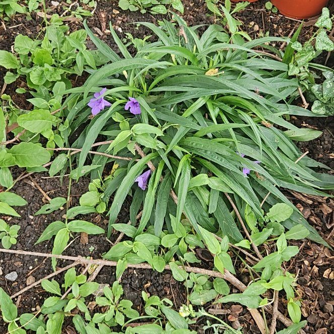 Photo of the plant species Blue Plumbago by @MovingMakura82 named Curie on Greg, the plant care app