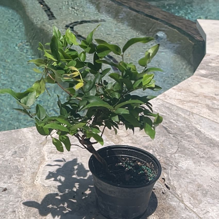Photo of the plant species Jabuticabeira by @SirWingfern81 named Lebron on Greg, the plant care app