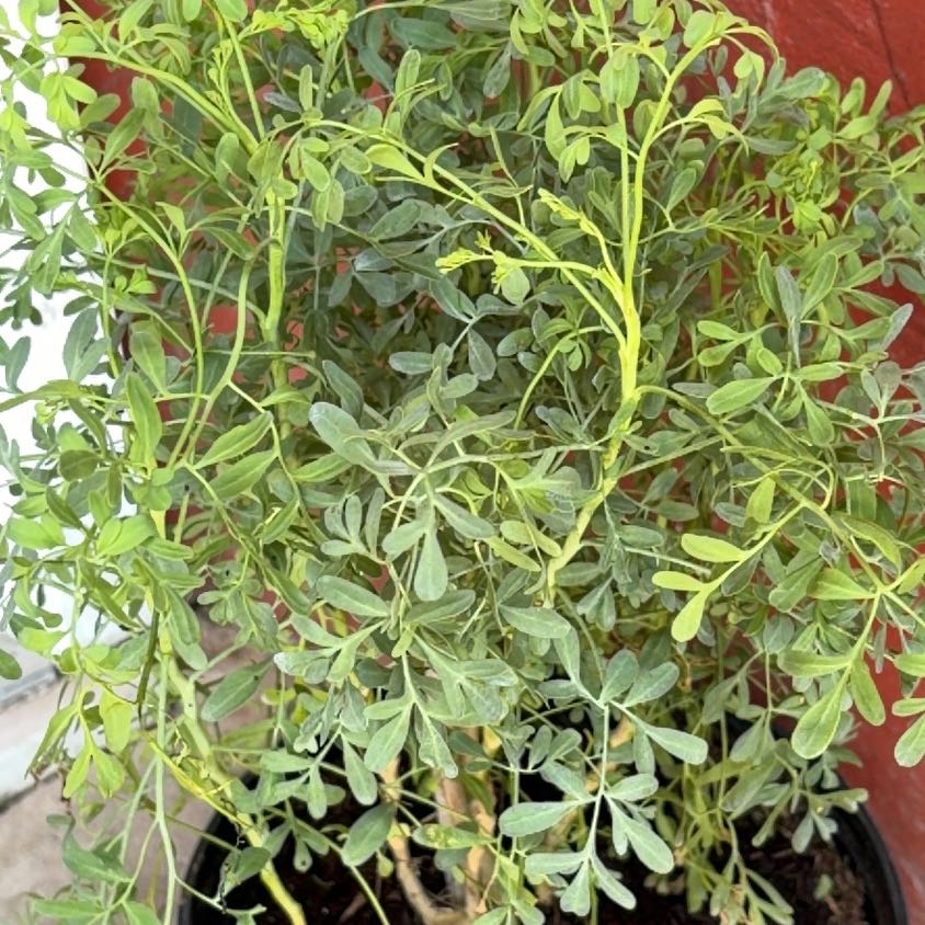 Photo of the plant species Common Rue by @FitPurplerose26 named Elle on Greg, the plant care app