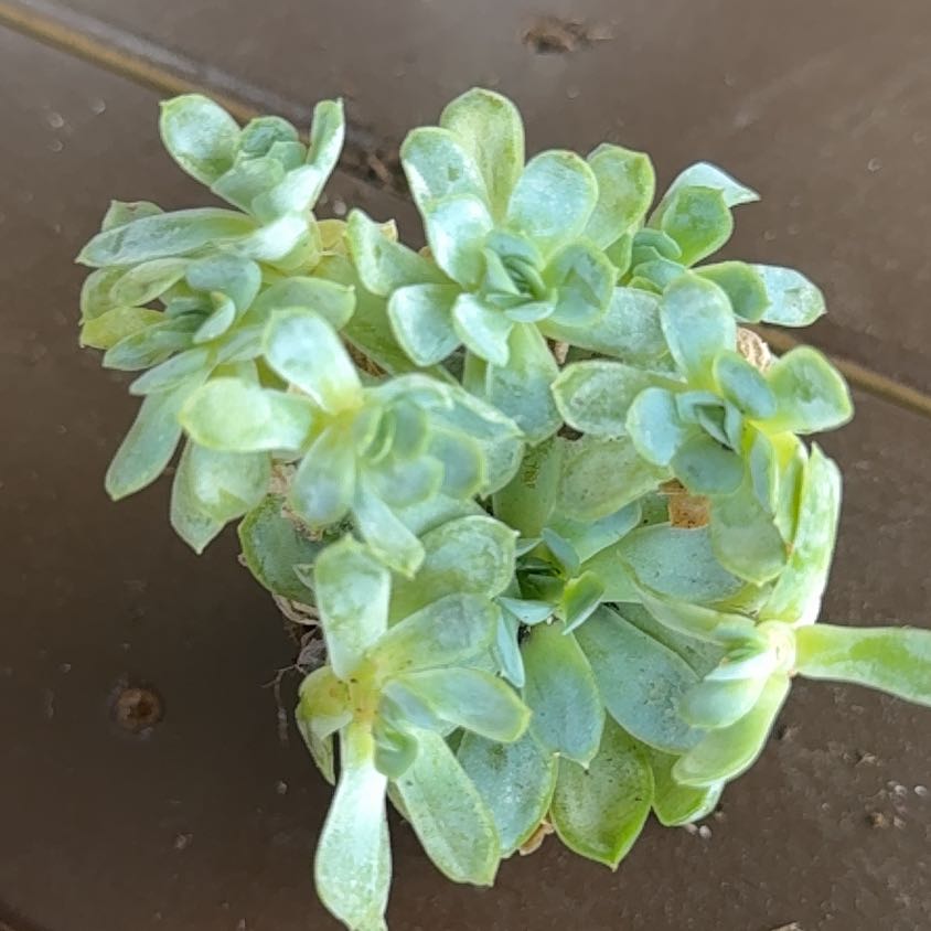 Photo of the plant species Purdy's Stonecrop by @YesRedcap91 named Michelle Branch on Greg, the plant care app
