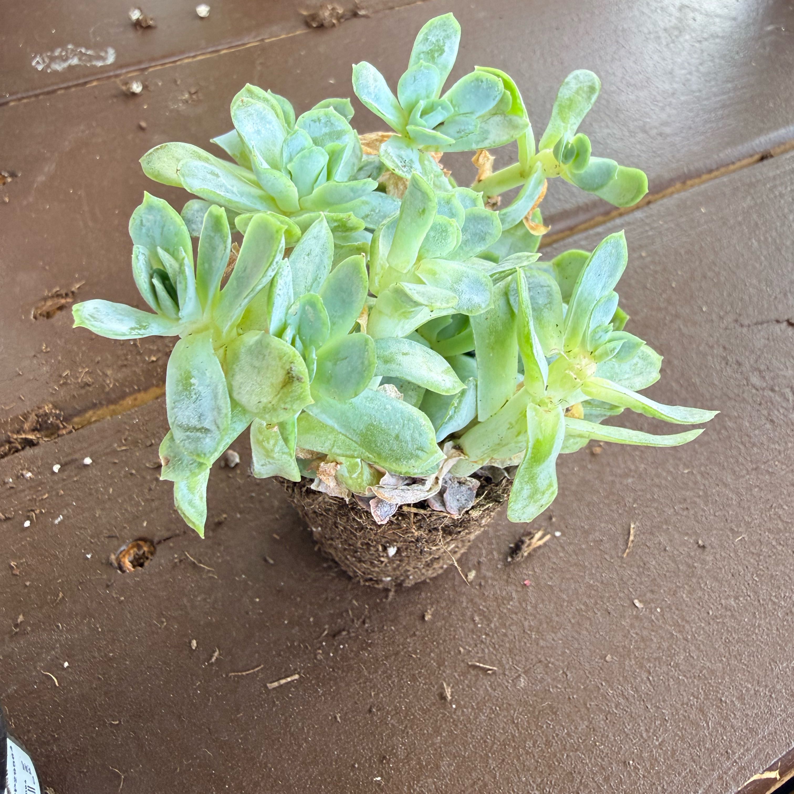 Photo of the plant species Echeveria 'Arctic Ice' by @YesRedcap91 named Emerson on Greg, the plant care app