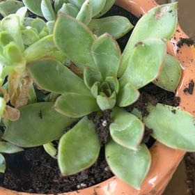 Photo of the plant species Pachyphytum 'Aquamarine' by @YesRedcap91 named Orwell on Greg, the plant care app