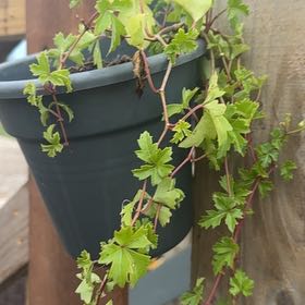 Photo of the plant species Ivy Geranium by @YesRedcap91 named Kylie on Greg, the plant care app