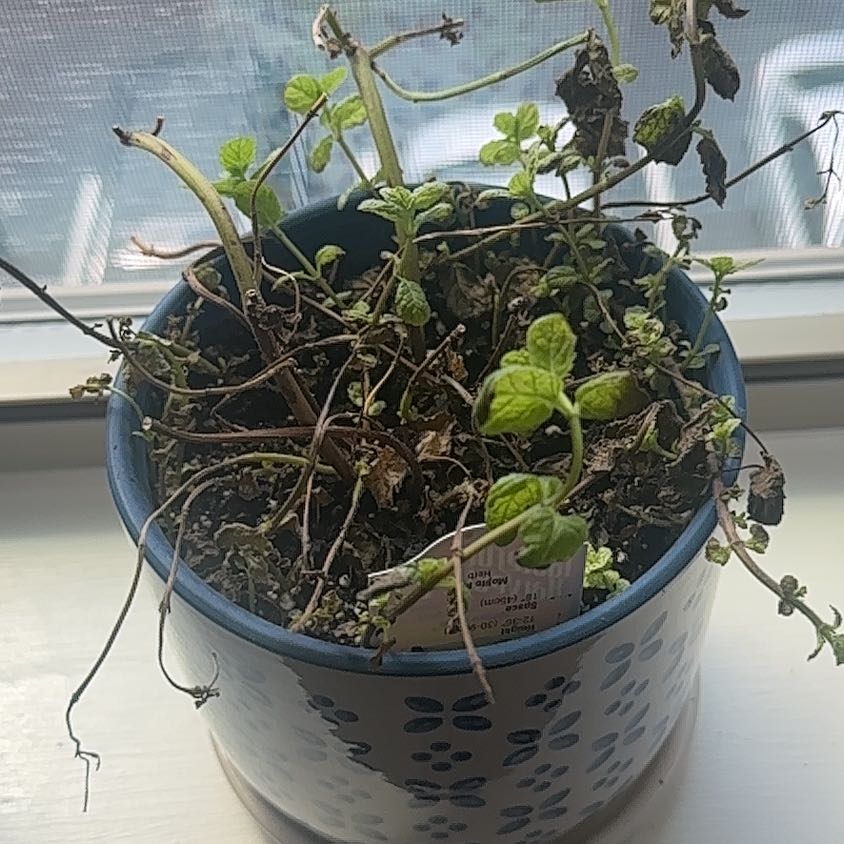 Photo of the plant species Mojito Mint by @ClearBuroak72 named Nithin on Greg, the plant care app