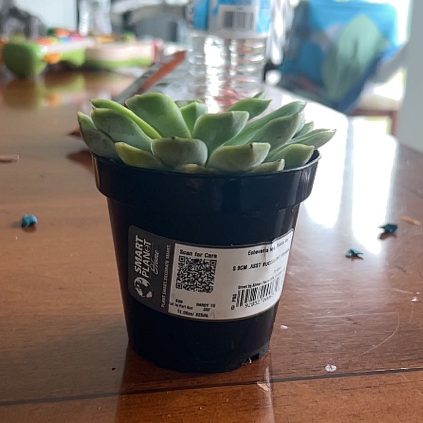 Photo of the plant species Succulent by @CivicBlue48 named Torres on Greg, the plant care app