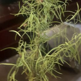 Photo of the plant species Sicklethorn by @BigEmoryoak18 named Robert Plant on Greg, the plant care app