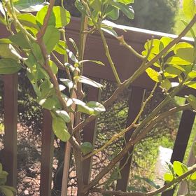 Photo of the plant species Hardy Orange by @FamouslyBuroak named Ulysses S Plant on Greg, the plant care app
