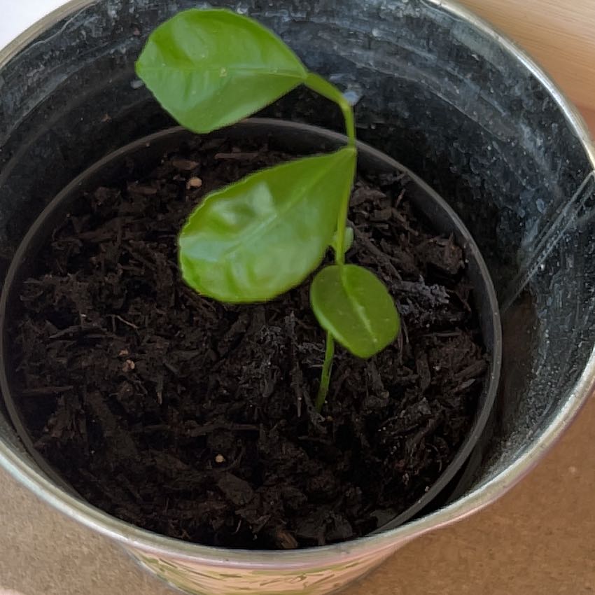 Photo of the plant species Grapefruit Tree by @FamouslyBuroak named Delilah on Greg, the plant care app