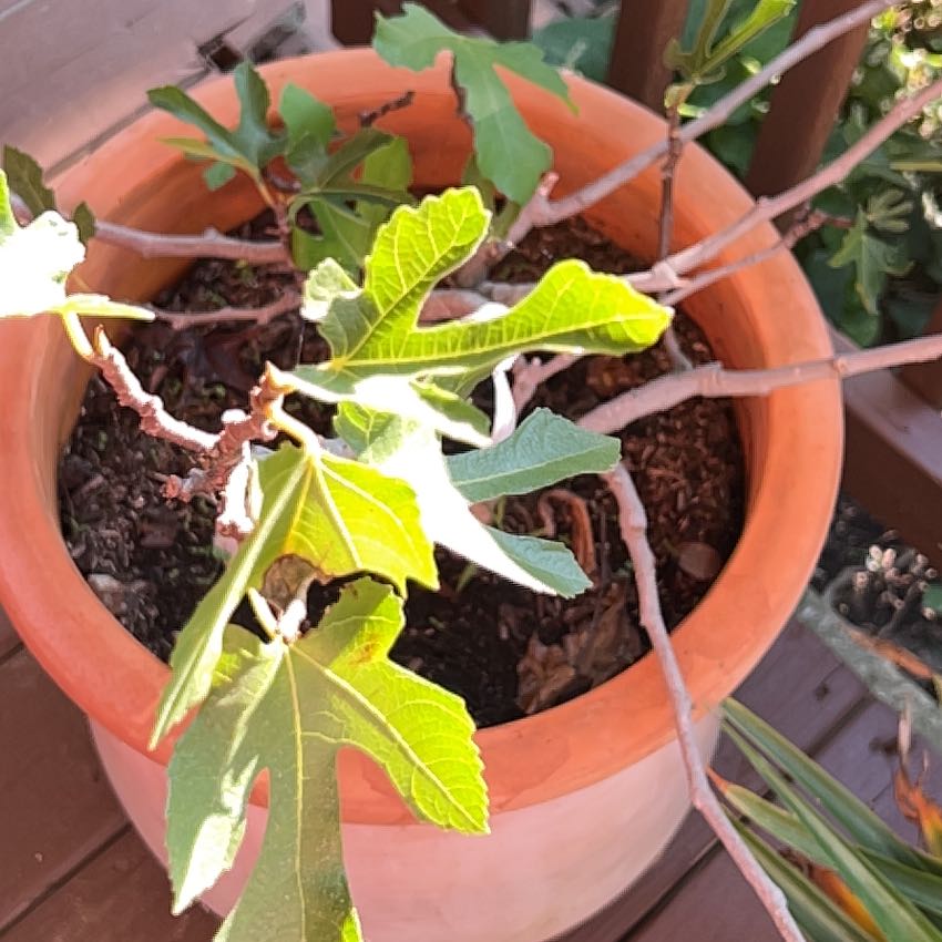 Photo of the plant species Brown Turkey Fig by @FamouslyBuroak named Beckham on Greg, the plant care app