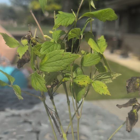 Photo of the plant species Virgin's Bower by @LordTutsan38 named Stella on Greg, the plant care app
