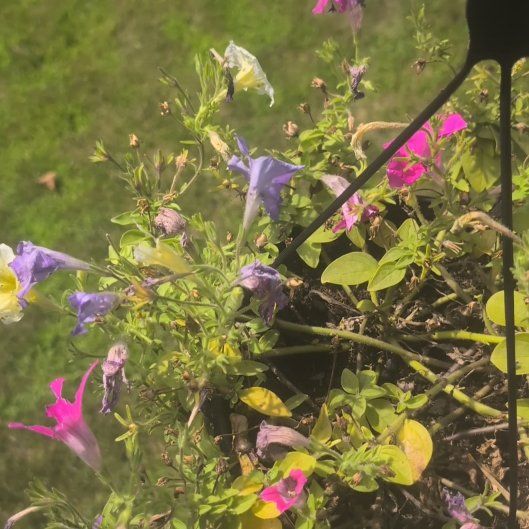 Photo of the plant species Petunia by @LordTutsan38 named Fernie Mac on Greg, the plant care app