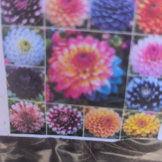 Photo of the plant species Dahlias by @LordTutsan38 named Surya on Greg, the plant care app