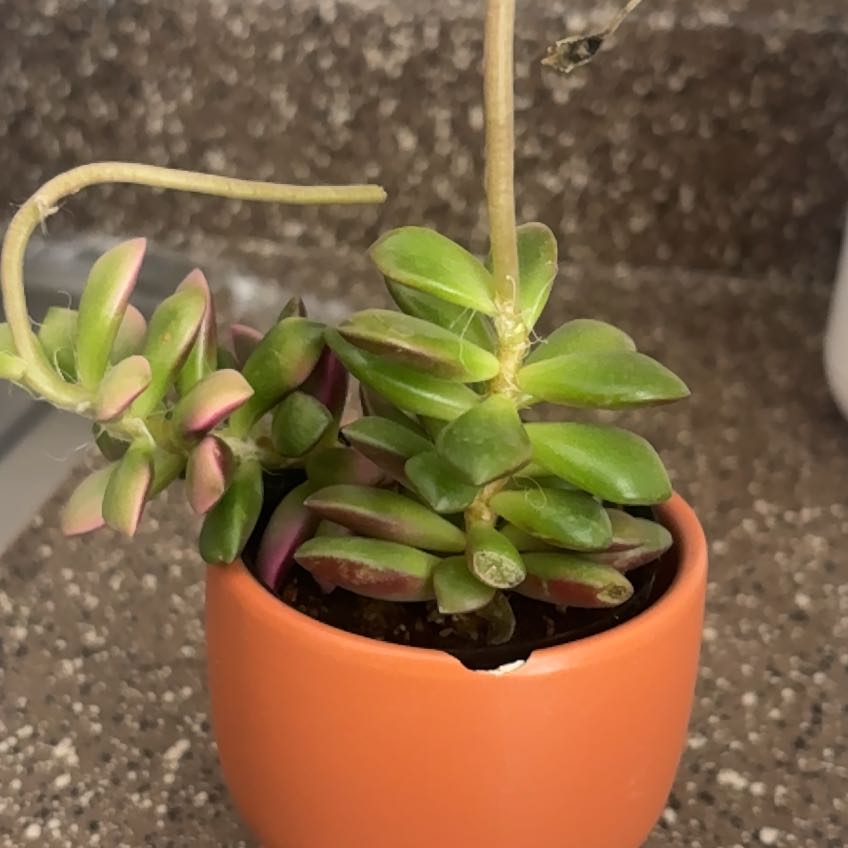 Photo of the plant species Anacampseros telephiastrum 'Variegata' by @NewSierrapea12 named Shakira on Greg, the plant care app