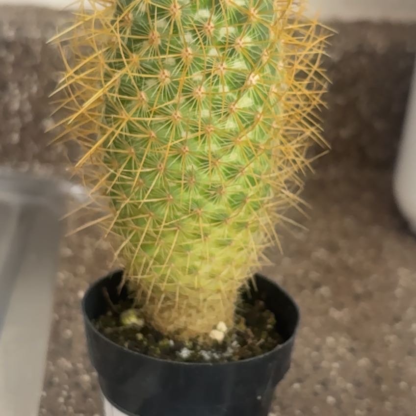 Photo of the plant species Mammillaria pringlei by @NewSierrapea12 named Dax on Greg, the plant care app