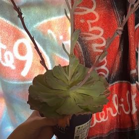 Photo of the plant species Succulent by @BabyZebrina37 named Anne on Greg, the plant care app