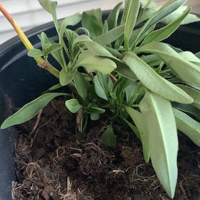 Photo of the plant species Brompton Stock by @StoriedOxlip named Ronaldo on Greg, the plant care app