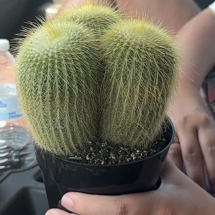 Photo of the plant species Notocactus leninghausii by @TrueChinotto69 named Leonardo on Greg, the plant care app