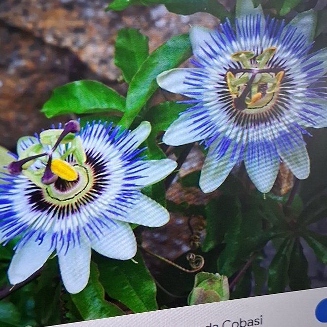 Photo of the plant species Bluecrown Passionflower by @AvidGrass73 named Demi on Greg, the plant care app