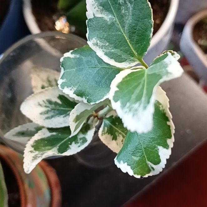 Photo of the plant species Japanese Spindle by @WhizPlumtree35 named Taylor Swift on Greg, the plant care app