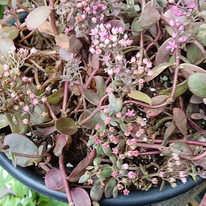 Photo of the plant species Fairy Crassula by @WhizPlumtree35 named Aristotle on Greg, the plant care app