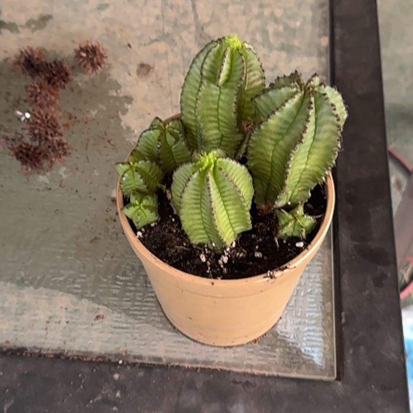 Photo of the plant species Spiny Milk Barrel by @FitPignut31 named Plato on Greg, the plant care app