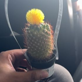 Photo of the plant species Assorted Cactus by @FitPignut31 named Fernie Mac on Greg, the plant care app