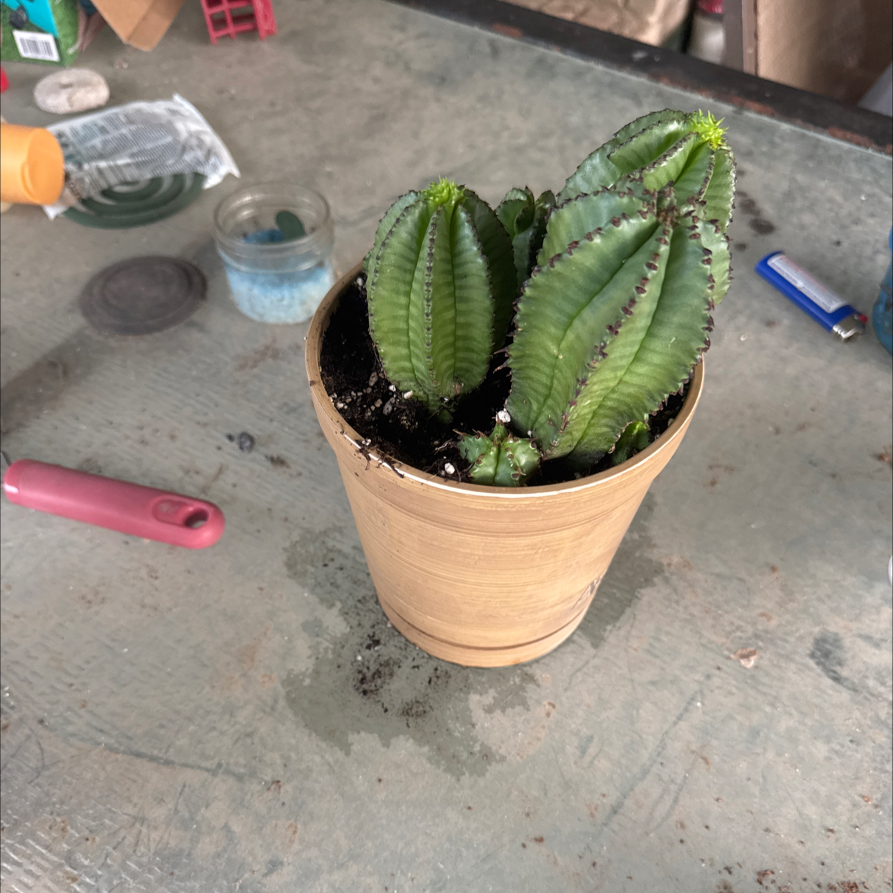 Photo of the plant species Euphorbia horrida noorsveldensis by @FitPignut31 named Orlando Bloom on Greg, the plant care app