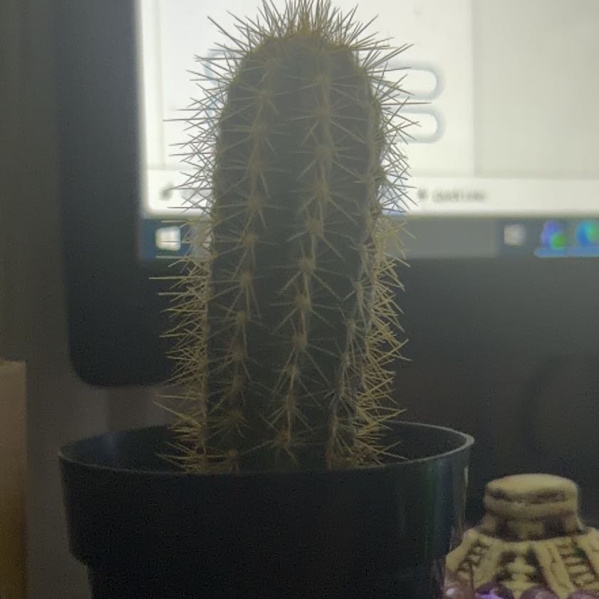 Photo of the plant species Pilosocereus by @CalmSquash85 named Lavender on Greg, the plant care app