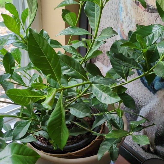 Leaf Erickson