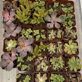 Photo of the plant species Purdy's Stonecrop by @FancyNeslia27 named Marley on Greg, the plant care app