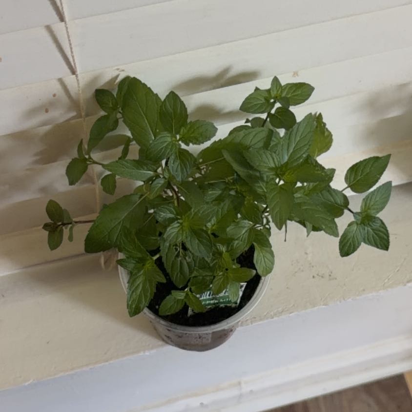 Photo of the plant species Peppermint by @SugarOakfern49 named Tupot amaroot on Greg, the plant care app